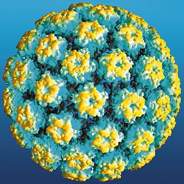 Human Papillomaviruses HPV